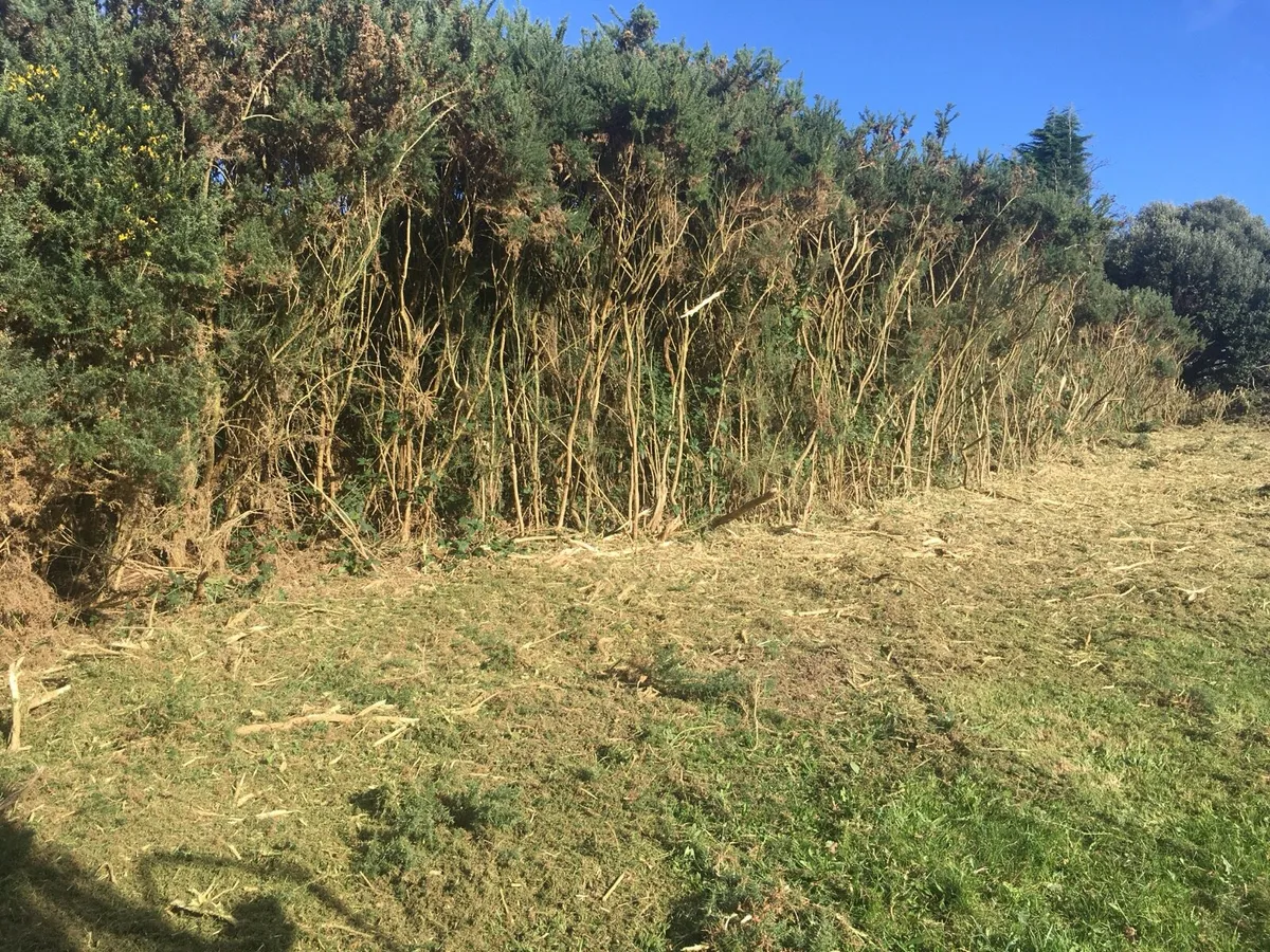 Tree surgery site clearance - Image 2