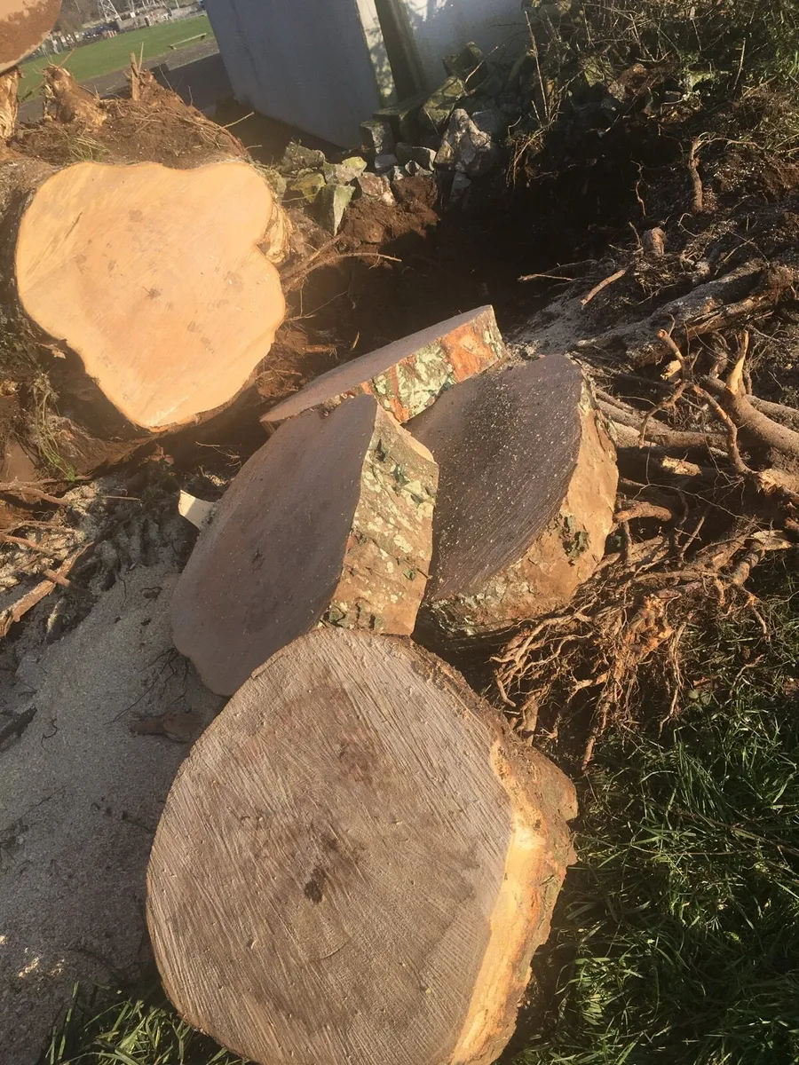 Tree surgery site clearance - Image 3