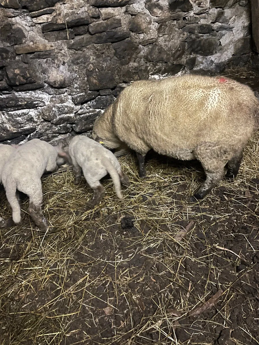 Ewe and 3 lambs - Image 1