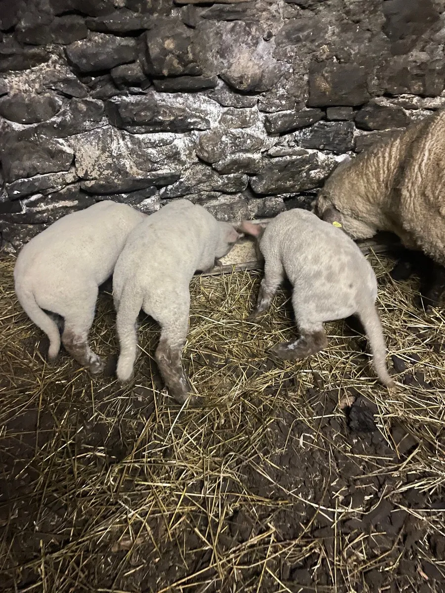 Ewe and 3 lambs - Image 2