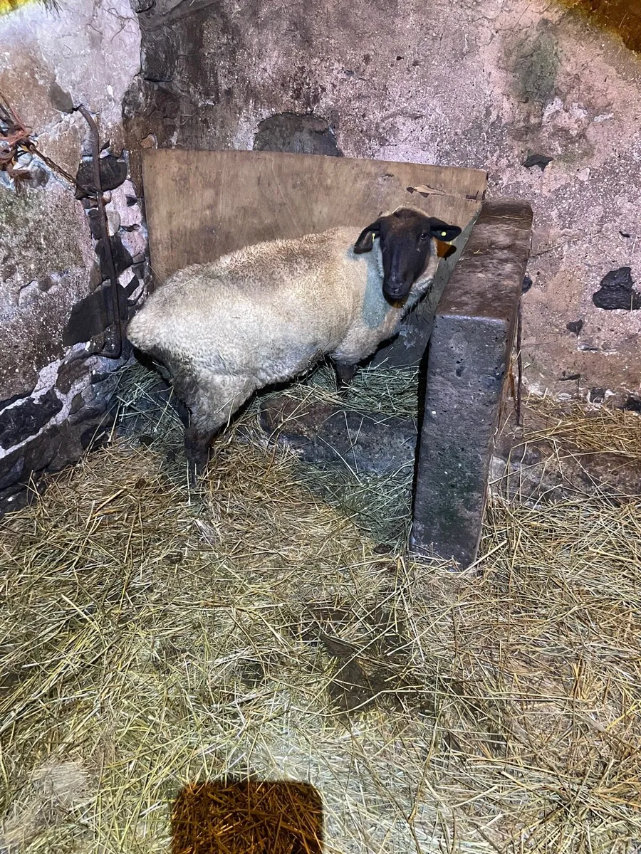 Foster Ewe - Image 1
