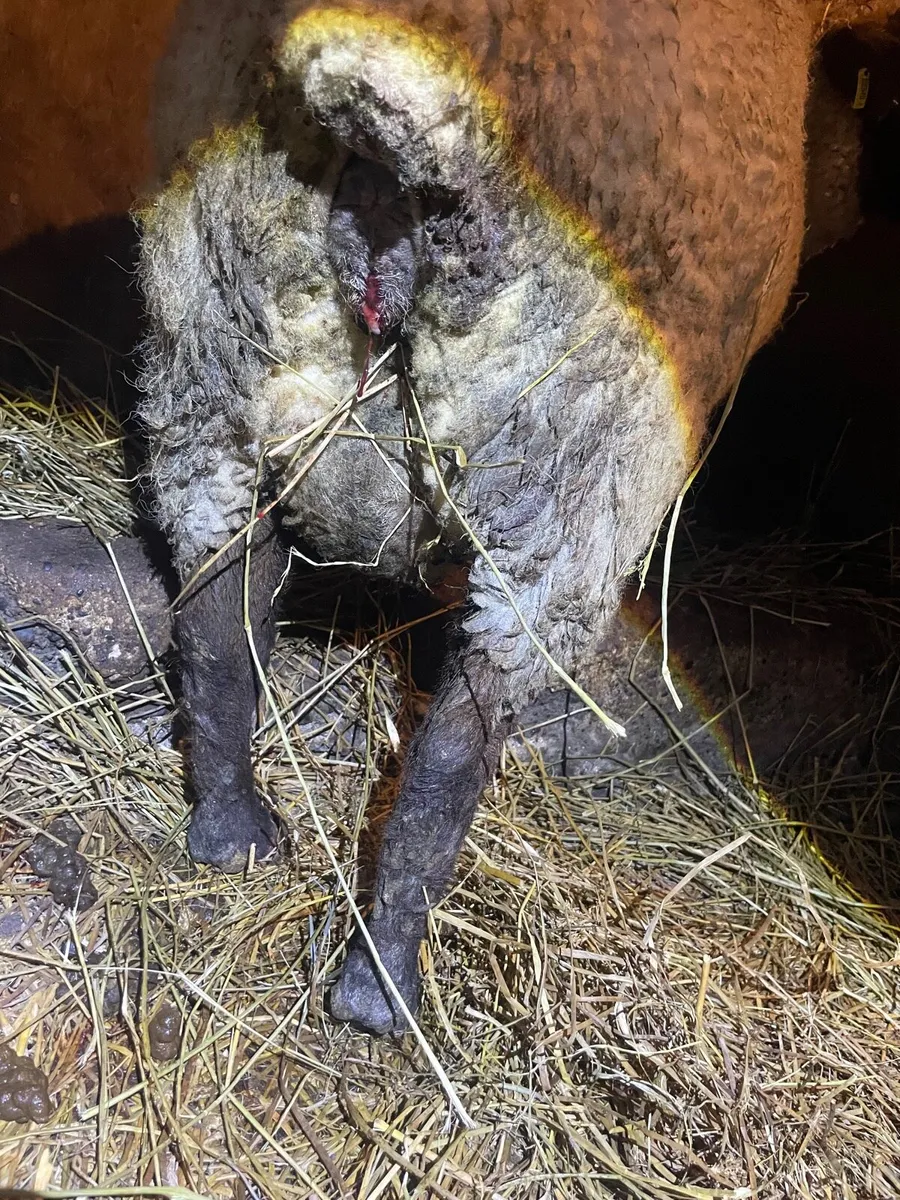 Foster Ewe - Image 2