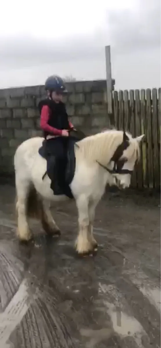 EVERY PARENTS DREAM PONY €1650 - Image 1