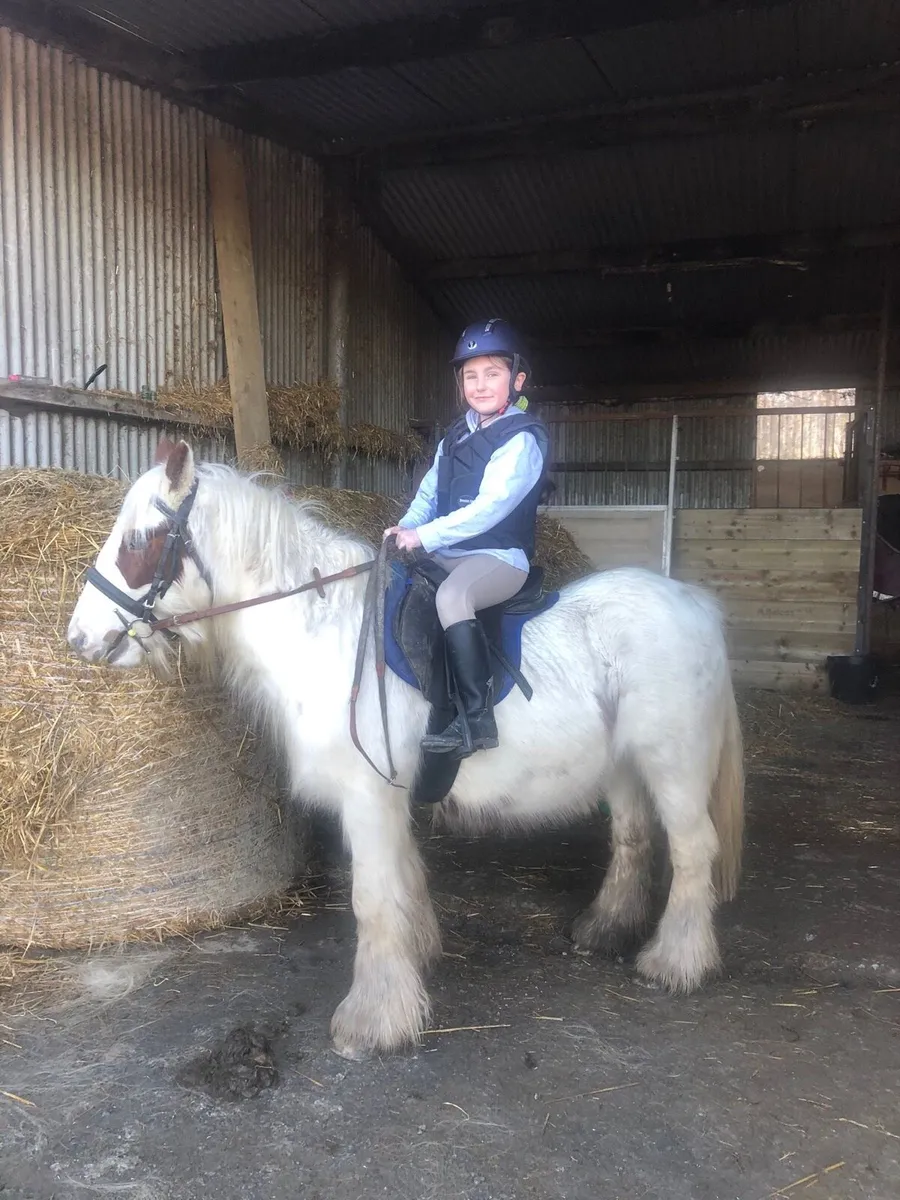 EVERY PARENTS DREAM PONY €1650 - Image 2