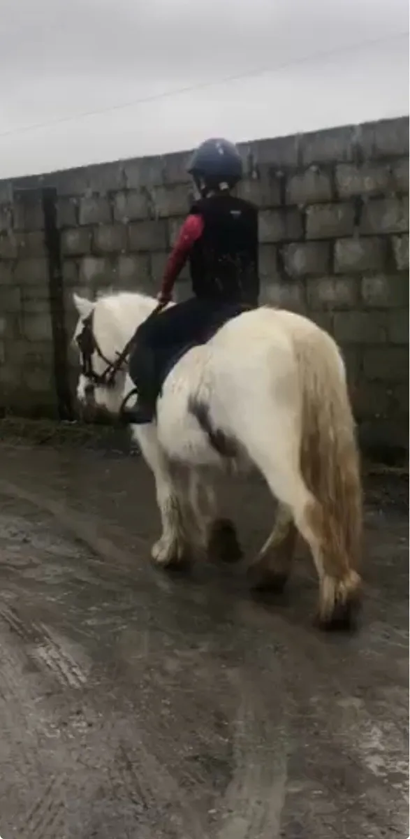 EVERY PARENTS DREAM PONY €1650 - Image 3