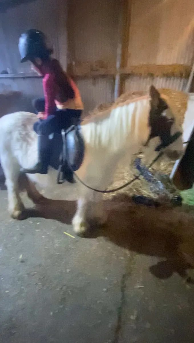 EVERY PARENTS DREAM PONY €1650 - Image 4