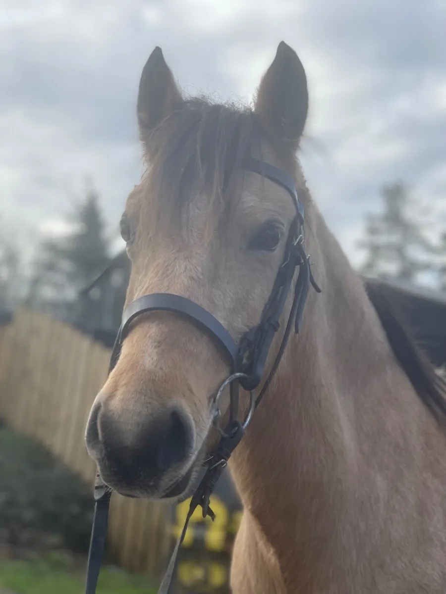 12.2hh dun show pony 🌟 for sale - Image 1