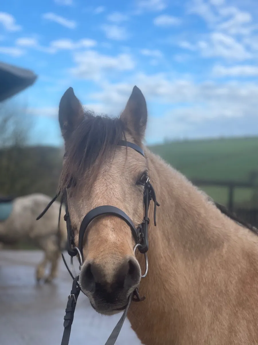 12.2hh dun show pony 🌟 for sale - Image 3