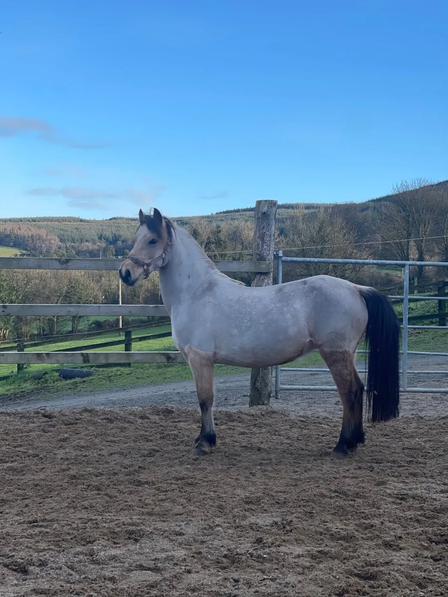 12.2hh dun show pony 🌟 for sale - Image 2