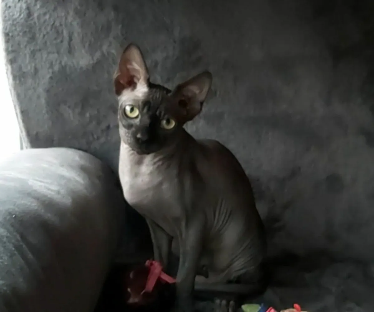 Sphynx  Sphinx kittens cat(can deliver) - Image 3
