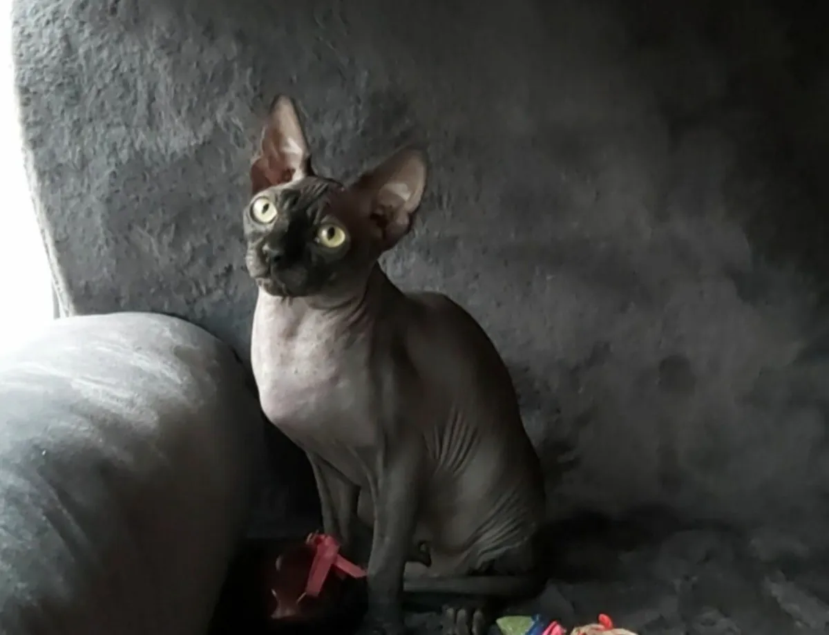 Sphynx  Sphinx kittens cat(can deliver) - Image 4
