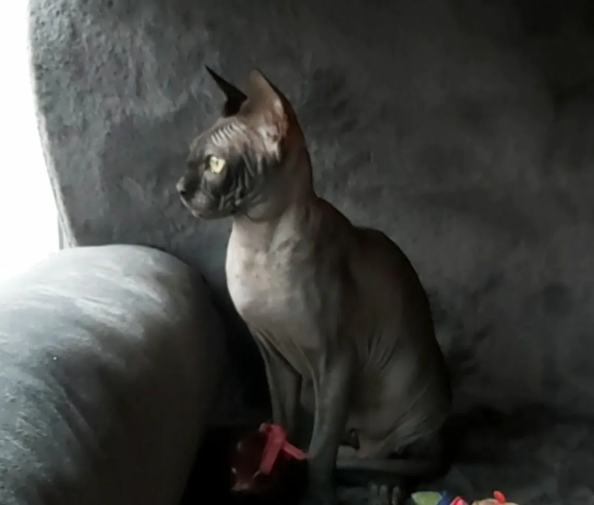Sphynx  Sphinx kittens cat(can deliver) - Image 1