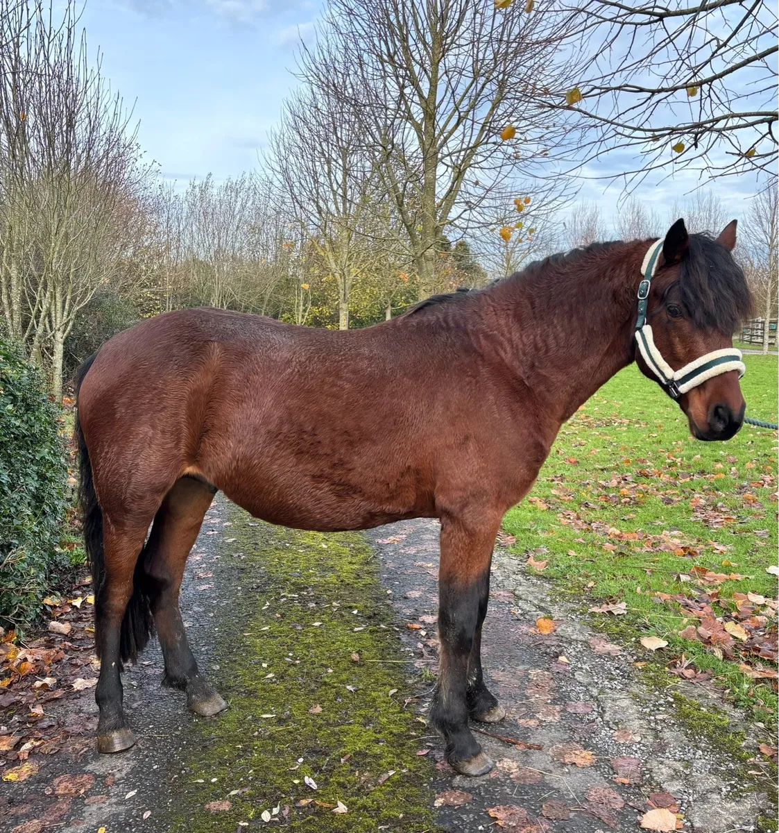Beautiful 5 yrs old Connemara Stallion - Image 1