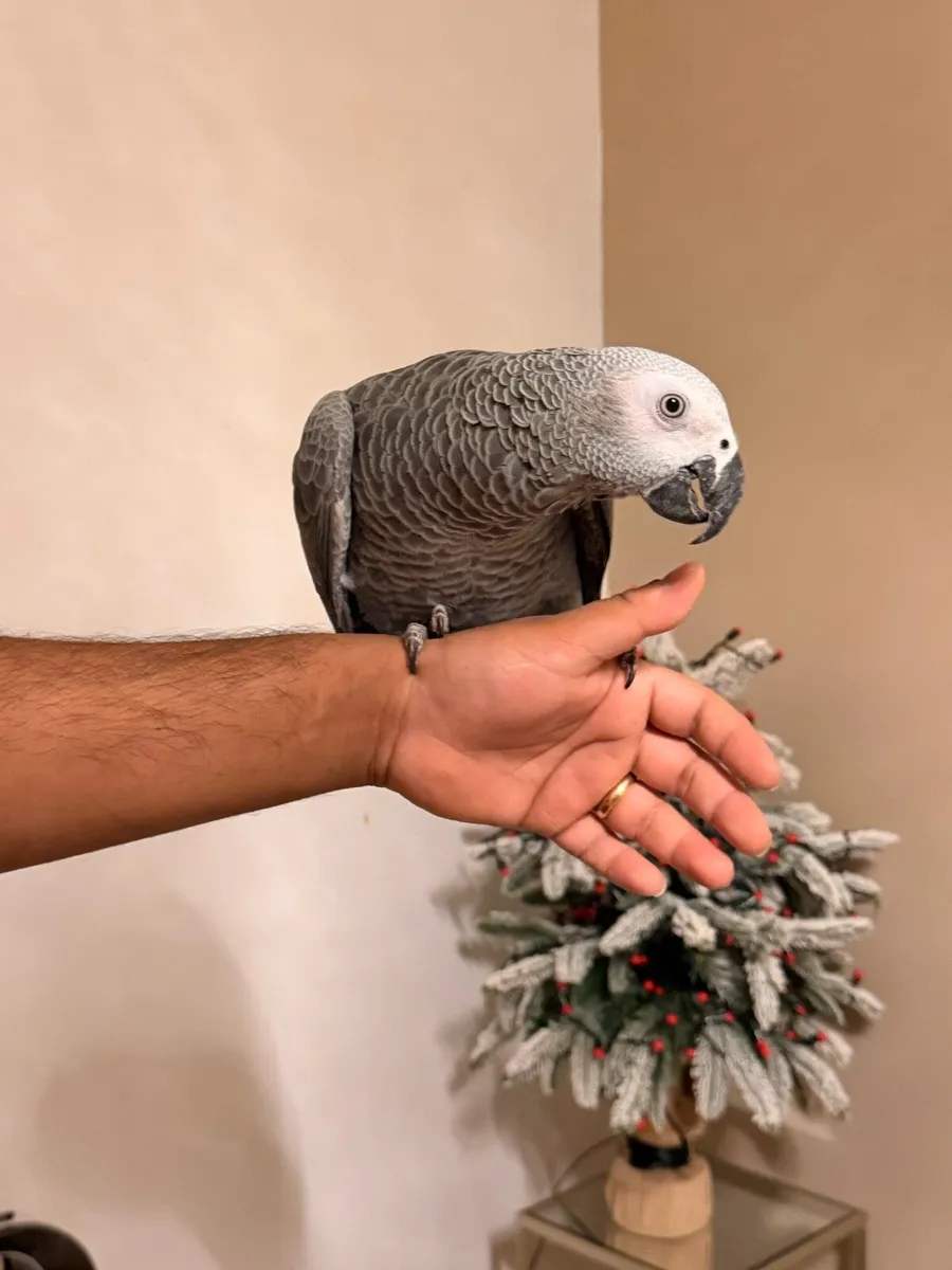 African gray - Image 1