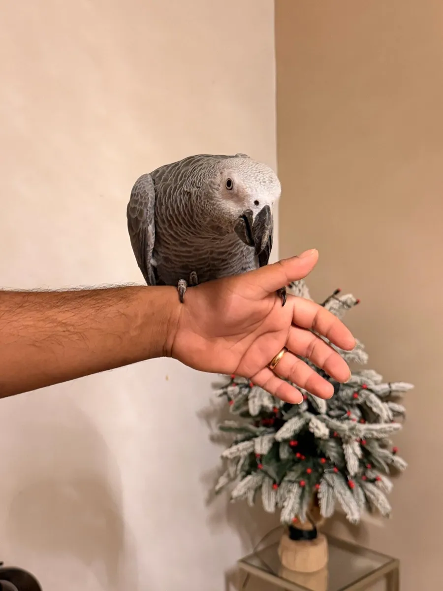 African gray - Image 2