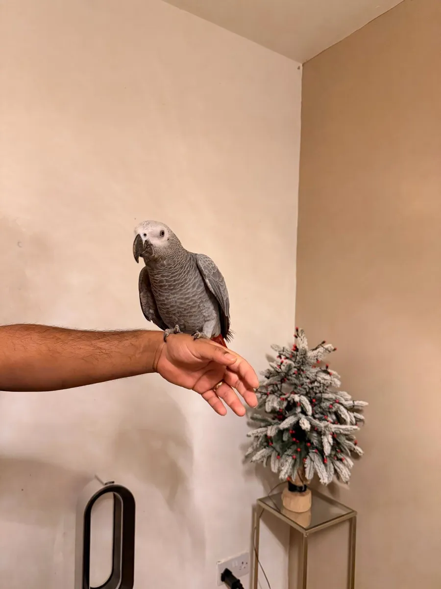 African gray - Image 3