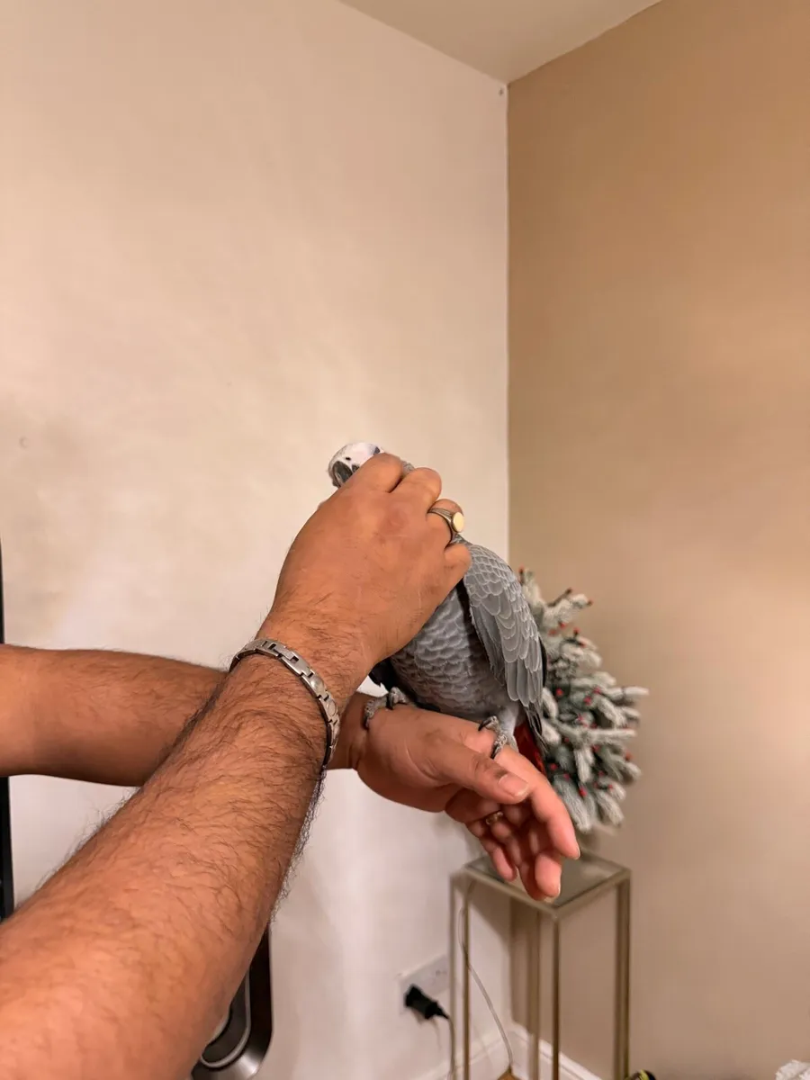 African gray - Image 4