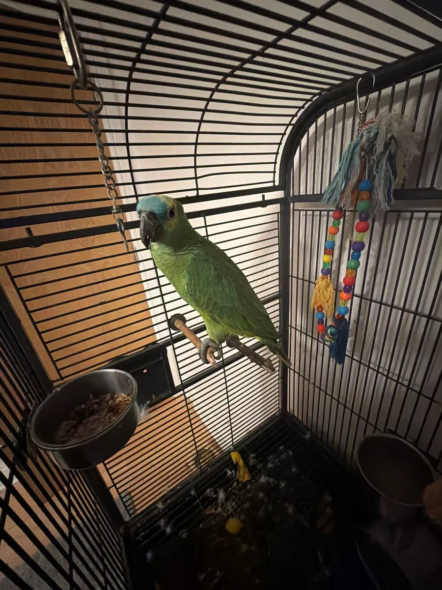 Amazon blue - Image 1