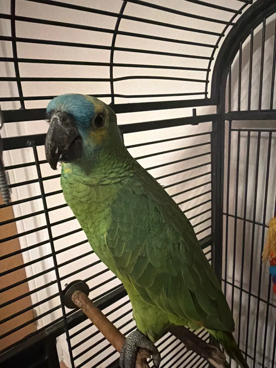 Amazon blue - Image 2