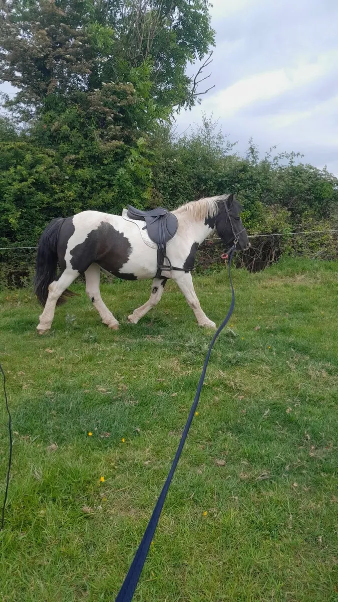 SUPER 4 yr old cob - Image 2
