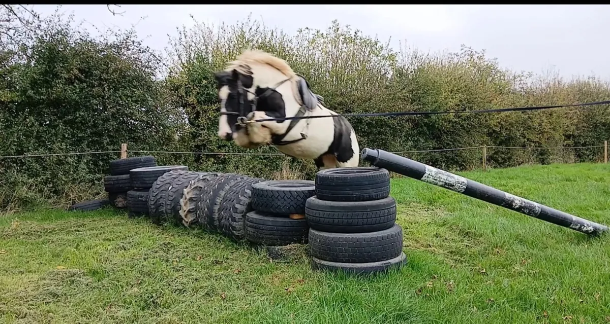 SUPER 4 yr old cob - Image 4