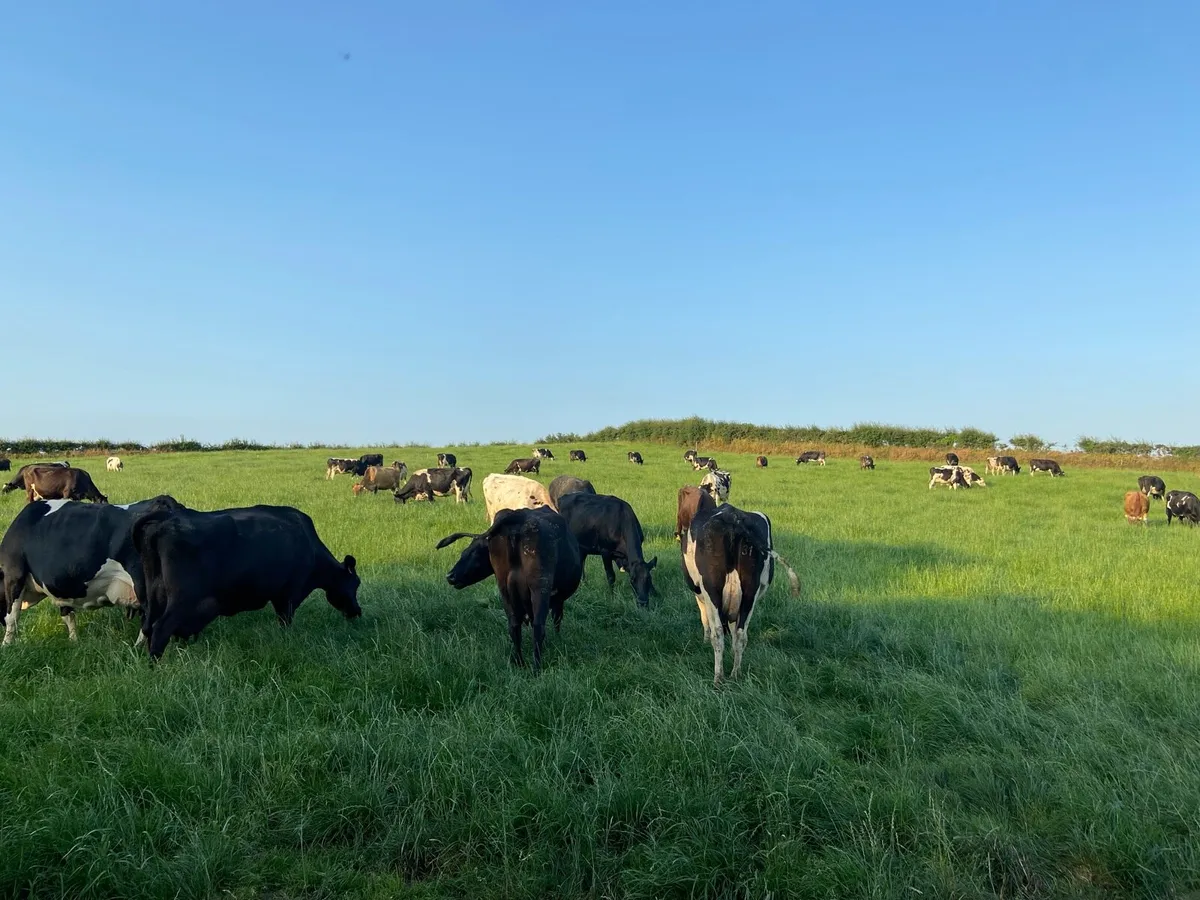 Relief milker available