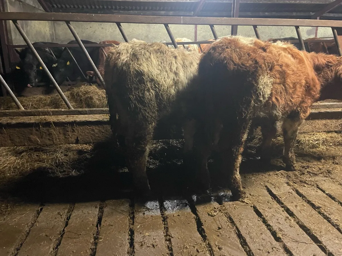 Two Charlaois Weanling Bulls - Image 1