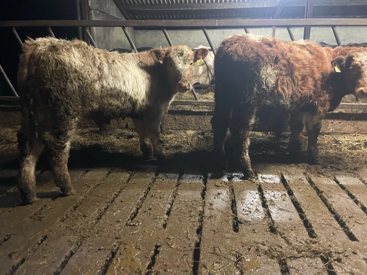 Two Charlaois Weanling Bulls - Image 2