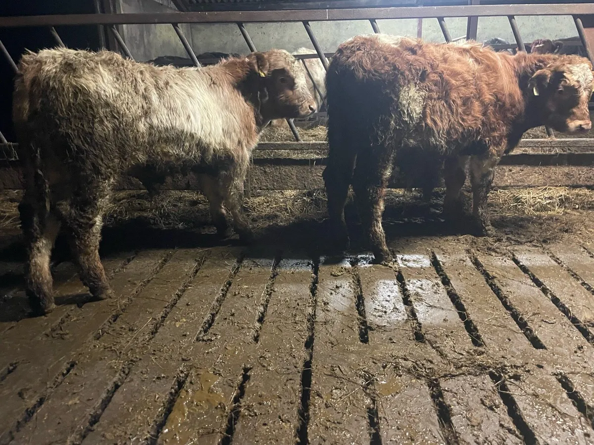 Two Charlaois Weanling Bulls - Image 3