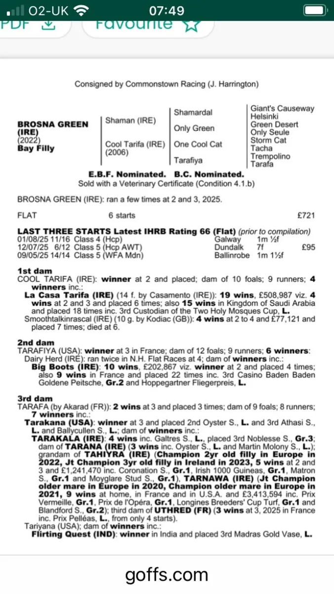 3yo thoroughbred filly for racing or breeding - Image 1