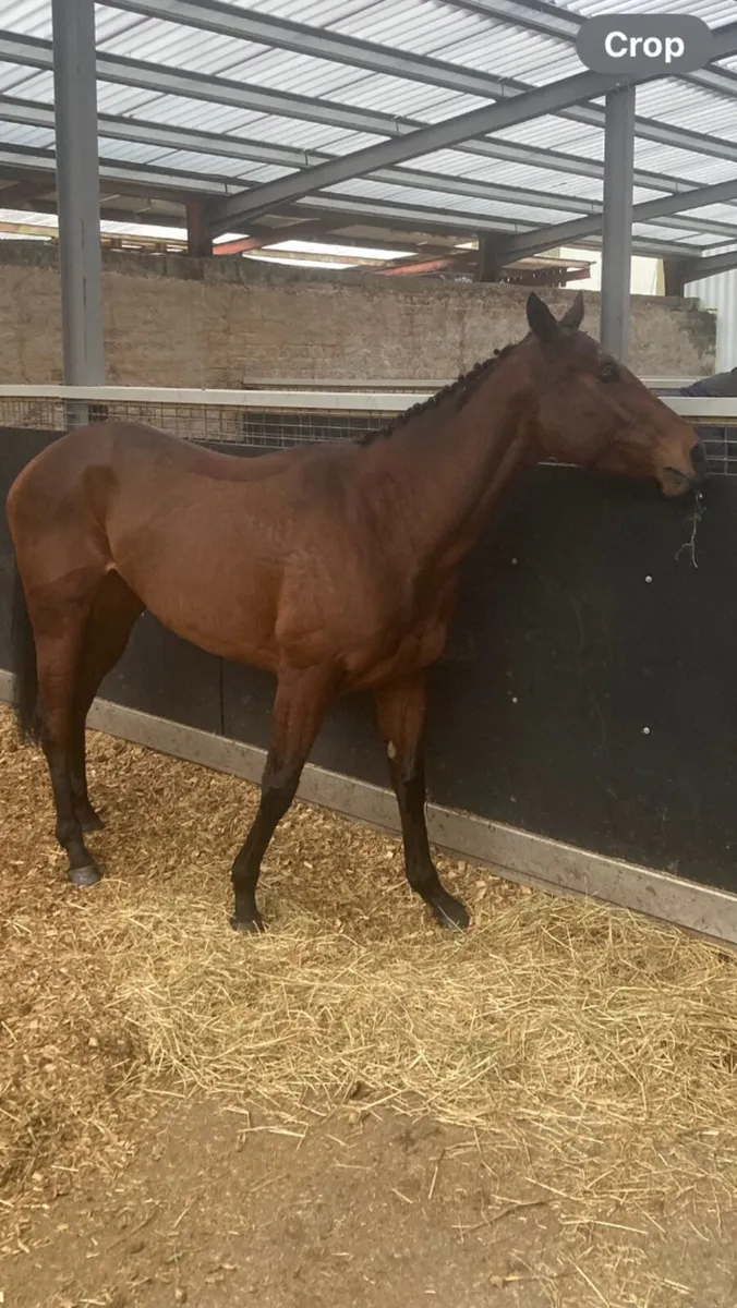 3yo thoroughbred filly for racing or breeding - Image 2