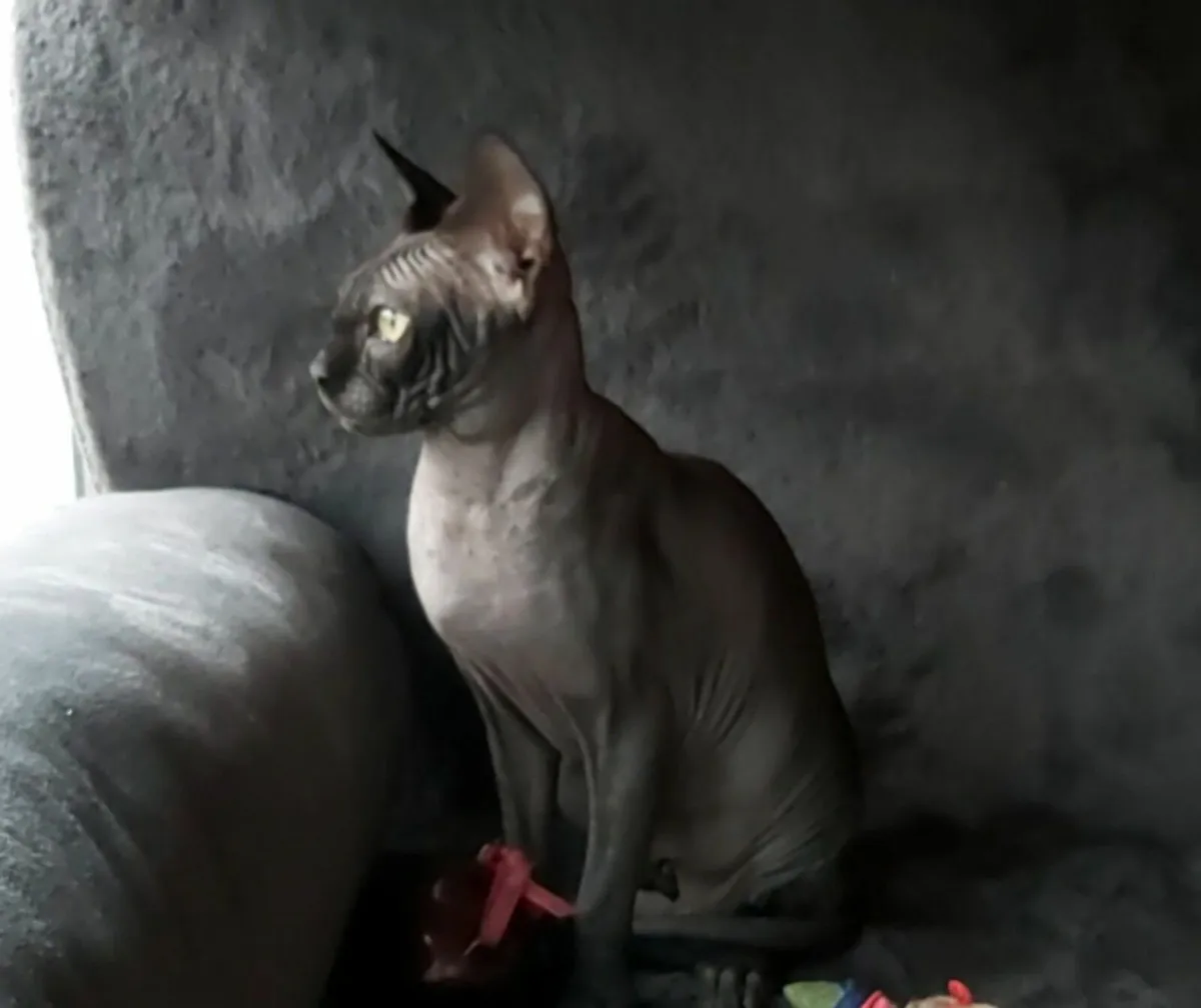 Sphynx Sphinx kittens cat (can deliver) - Image 3