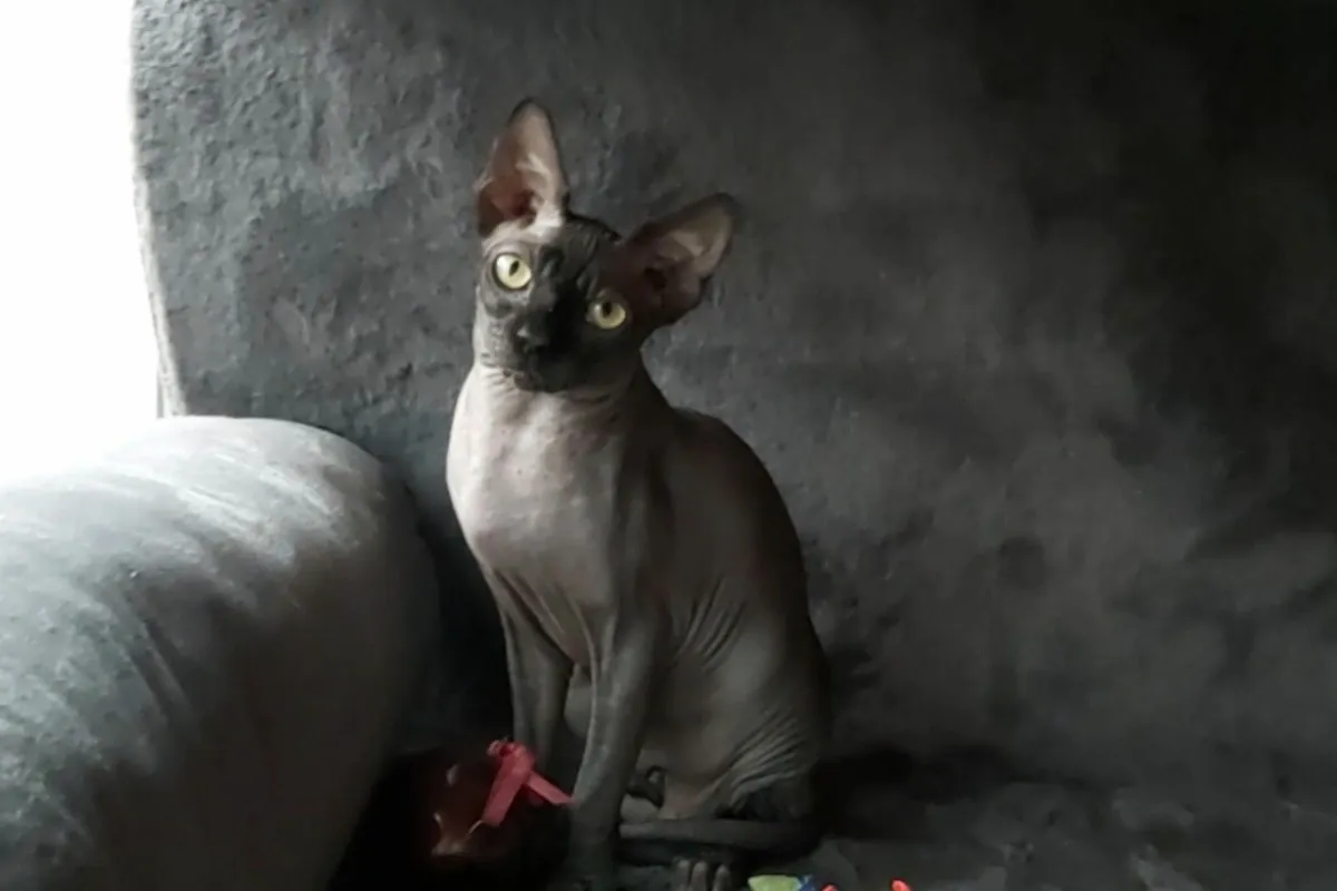 Sphynx Sphinx kittens cat (can deliver) - Image 1