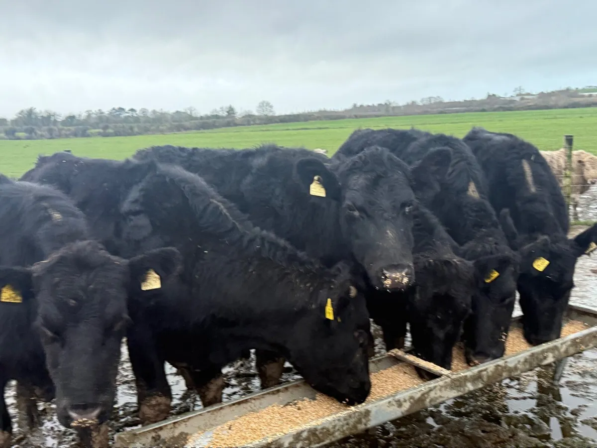 6  ABERDEEN ANGUS BULLOCKS ( 450 KGS ) - Image 2
