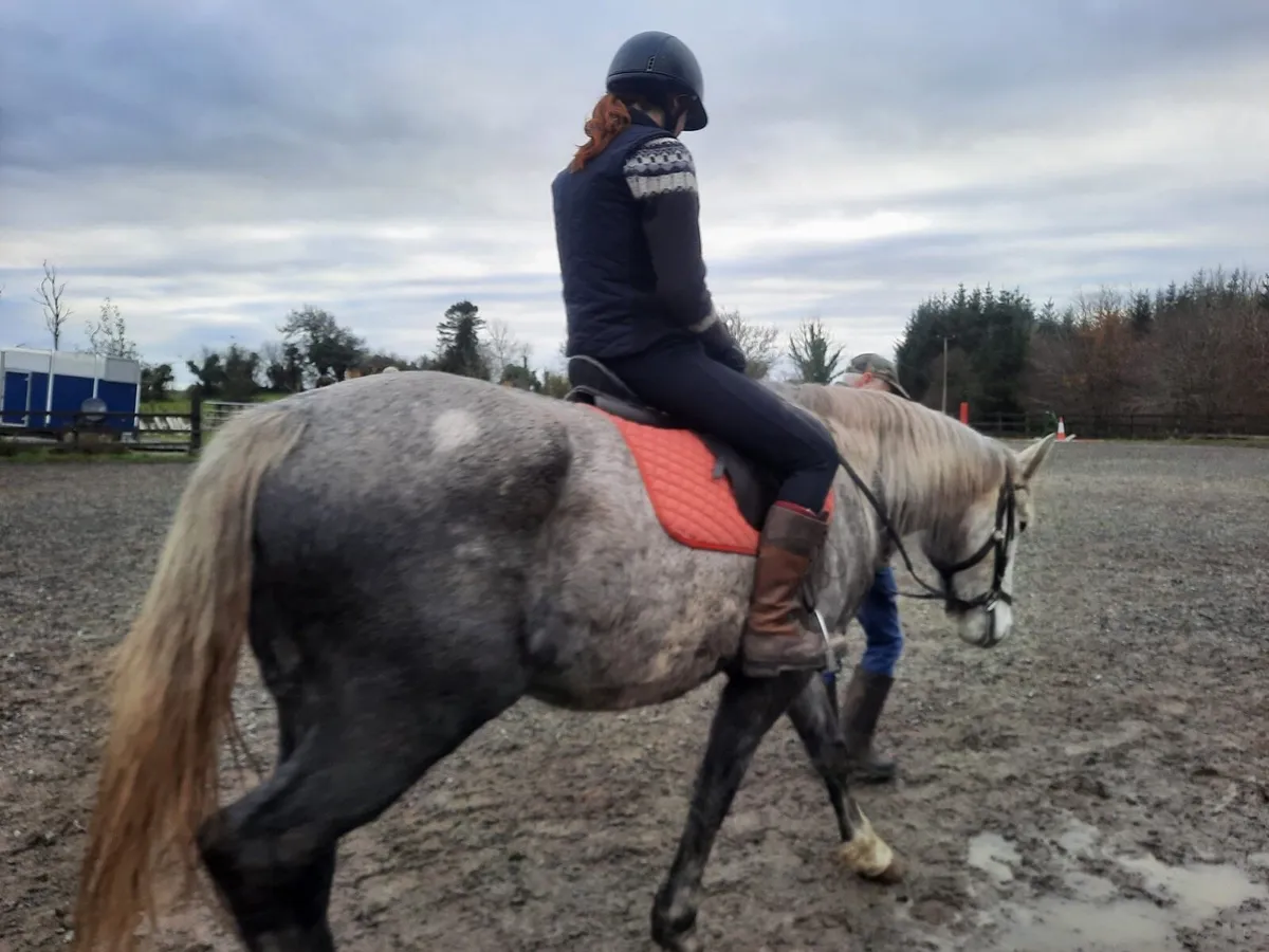 Irish draught mare rising 5 - Image 2