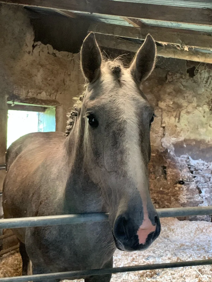 Irish draught mare rising 5 - Image 3