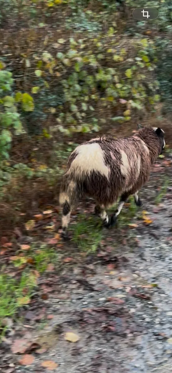 Spotted Dutch Ewe Lamb - Image 1