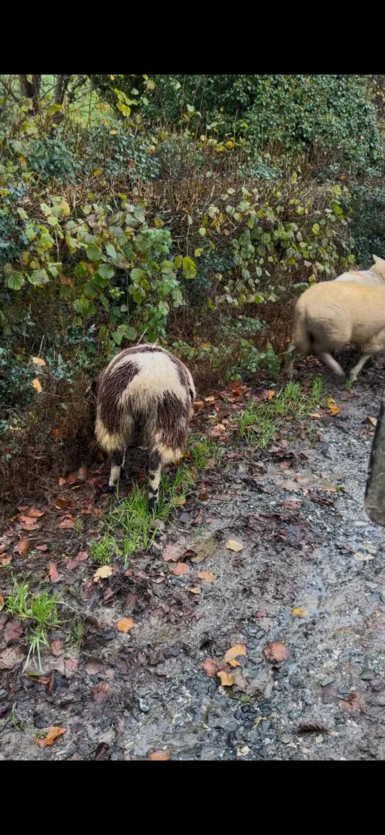 Spotted Dutch Ewe Lamb - Image 2