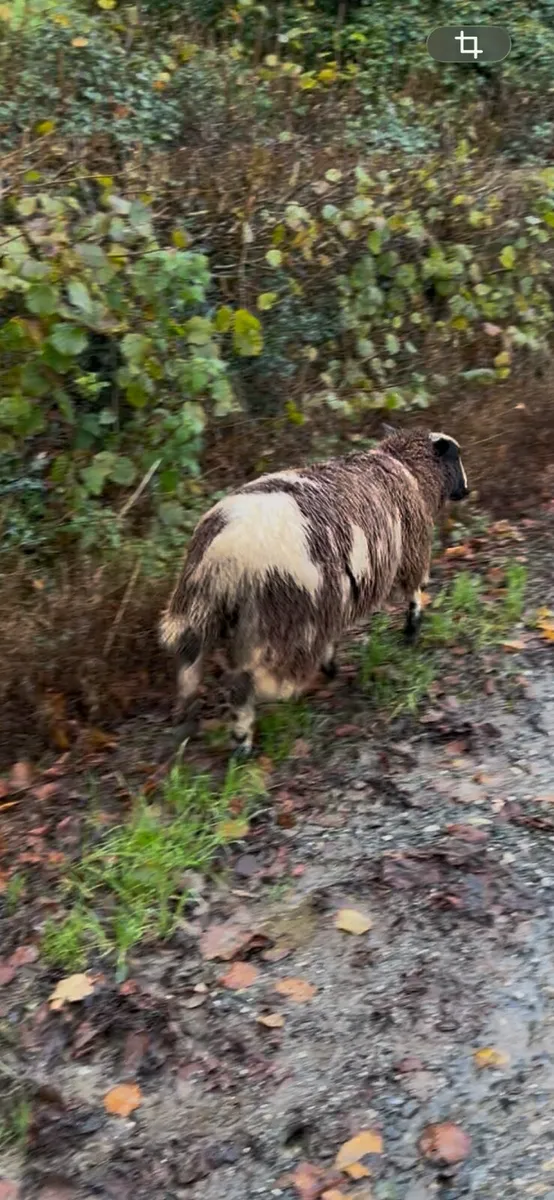 Spotted Dutch Ewe Lamb - Image 3