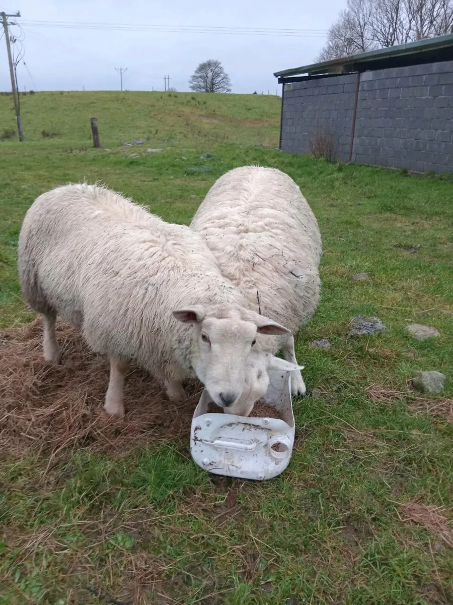 2 ram lambs - Image 1