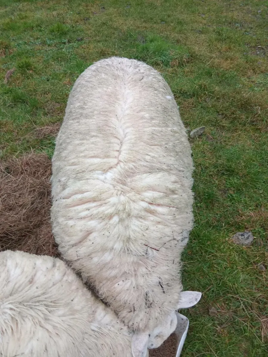 2 ram lambs - Image 2