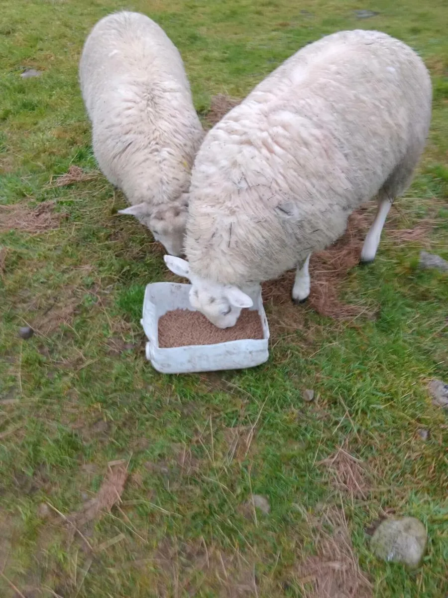 2 ram lambs - Image 3