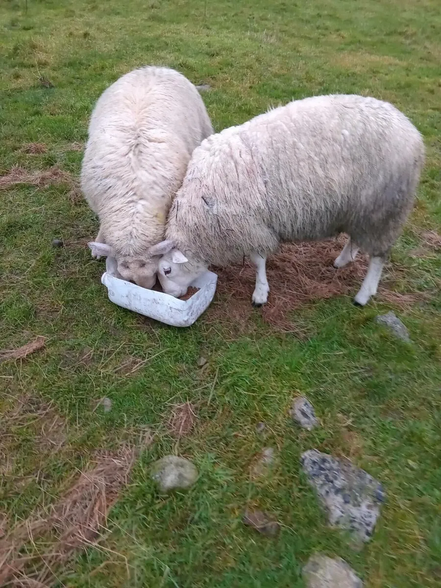 2 ram lambs - Image 4