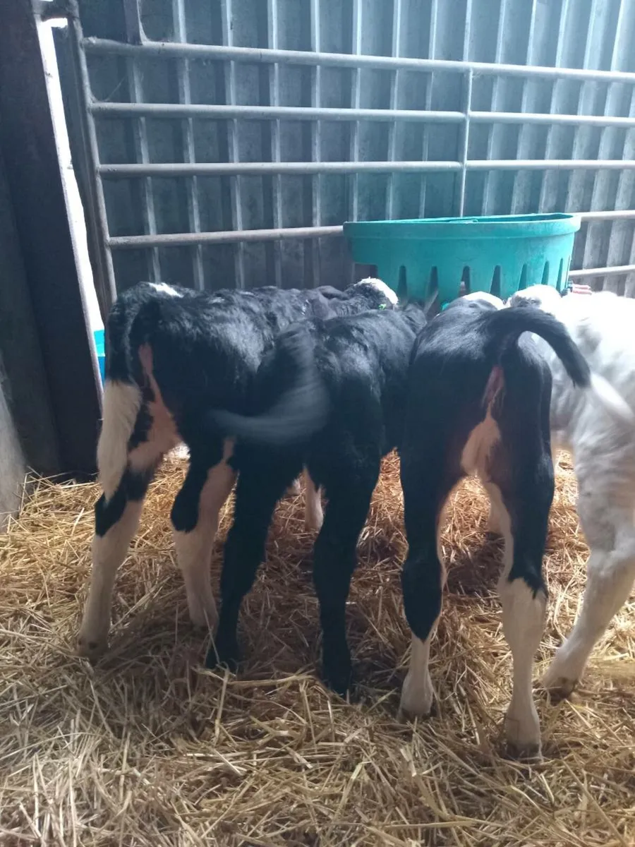 4 super quality heifer calves - Image 3