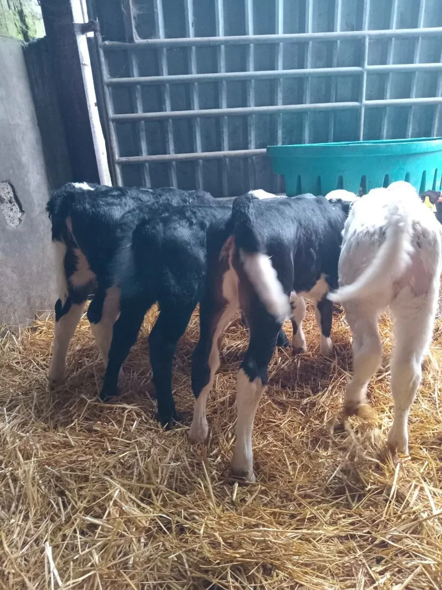 4 super quality heifer calves - Image 1