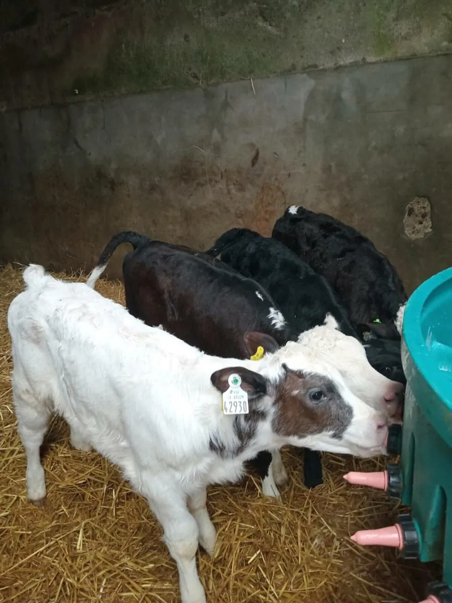 4 super quality heifer calves - Image 4