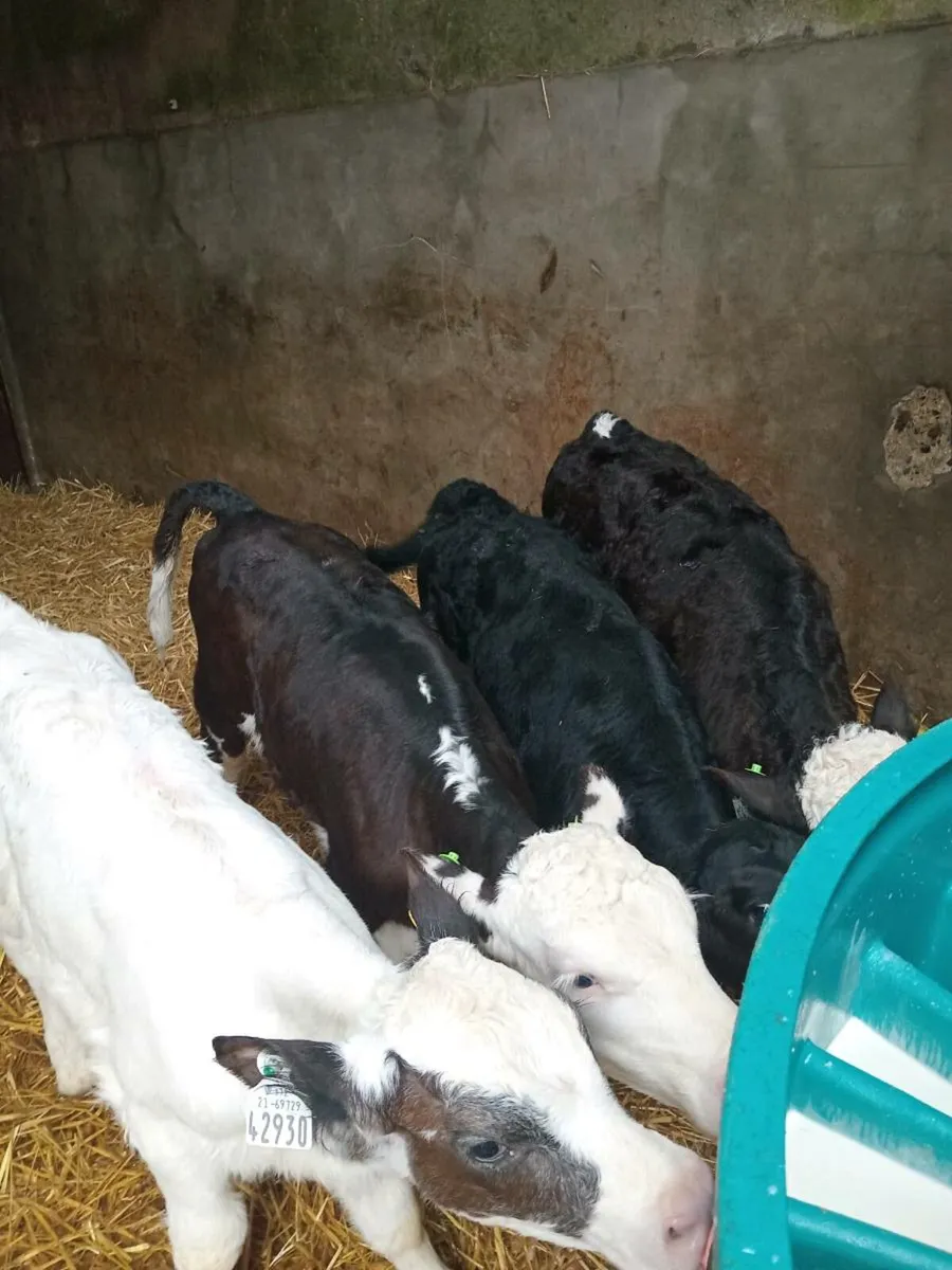 4 super quality heifer calves - Image 2