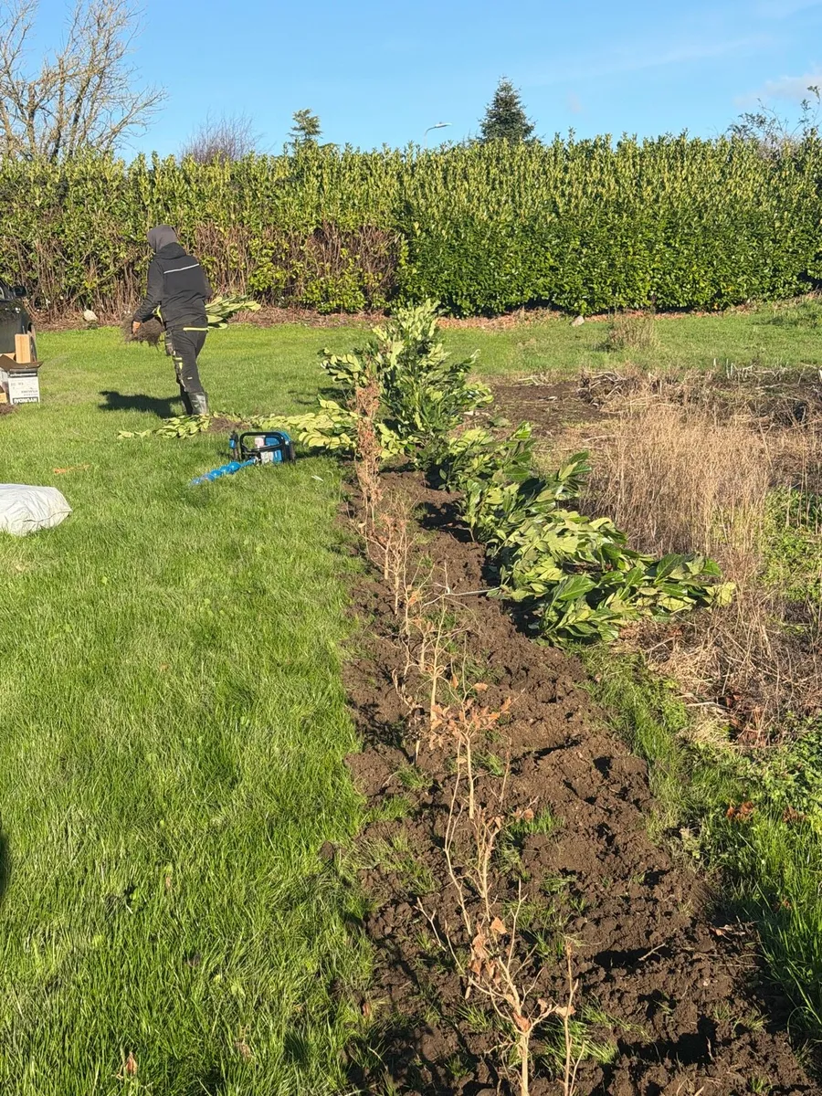 Beech hedging from 80c  Christmas sale