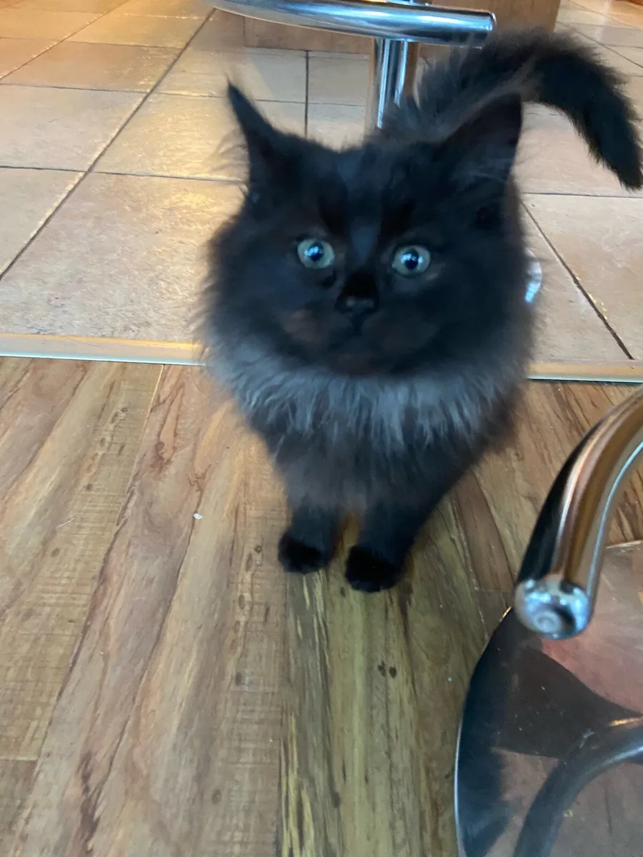 2 beautiful kittens - Image 1