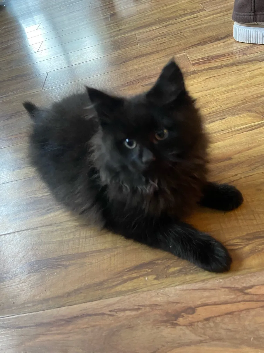 2 beautiful kittens - Image 2